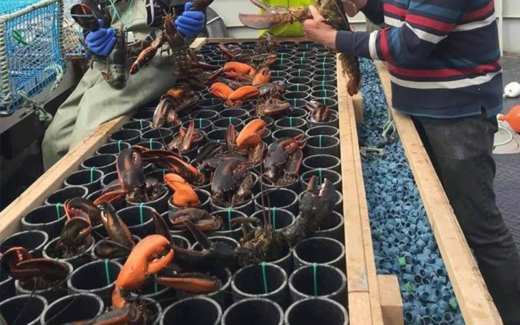 200$ de homards cuits ou vivants