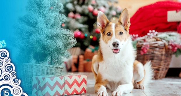 4 cartes-cadeaux de 50$ chez O’Neill